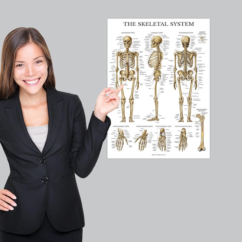 Palace Learning 4 Pack - Anatomical Poster Set - Laminated - Muscular, Skeletal, Ligaments of the Joints, Anatomy of the Spine - Anatomy Chart Set (LAMINATED, 18” x 24”) - Image 5
